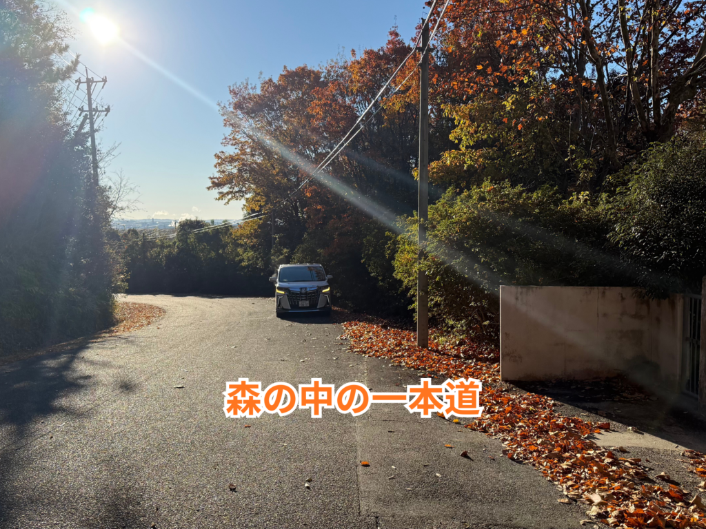 森の中の１本道･･･
